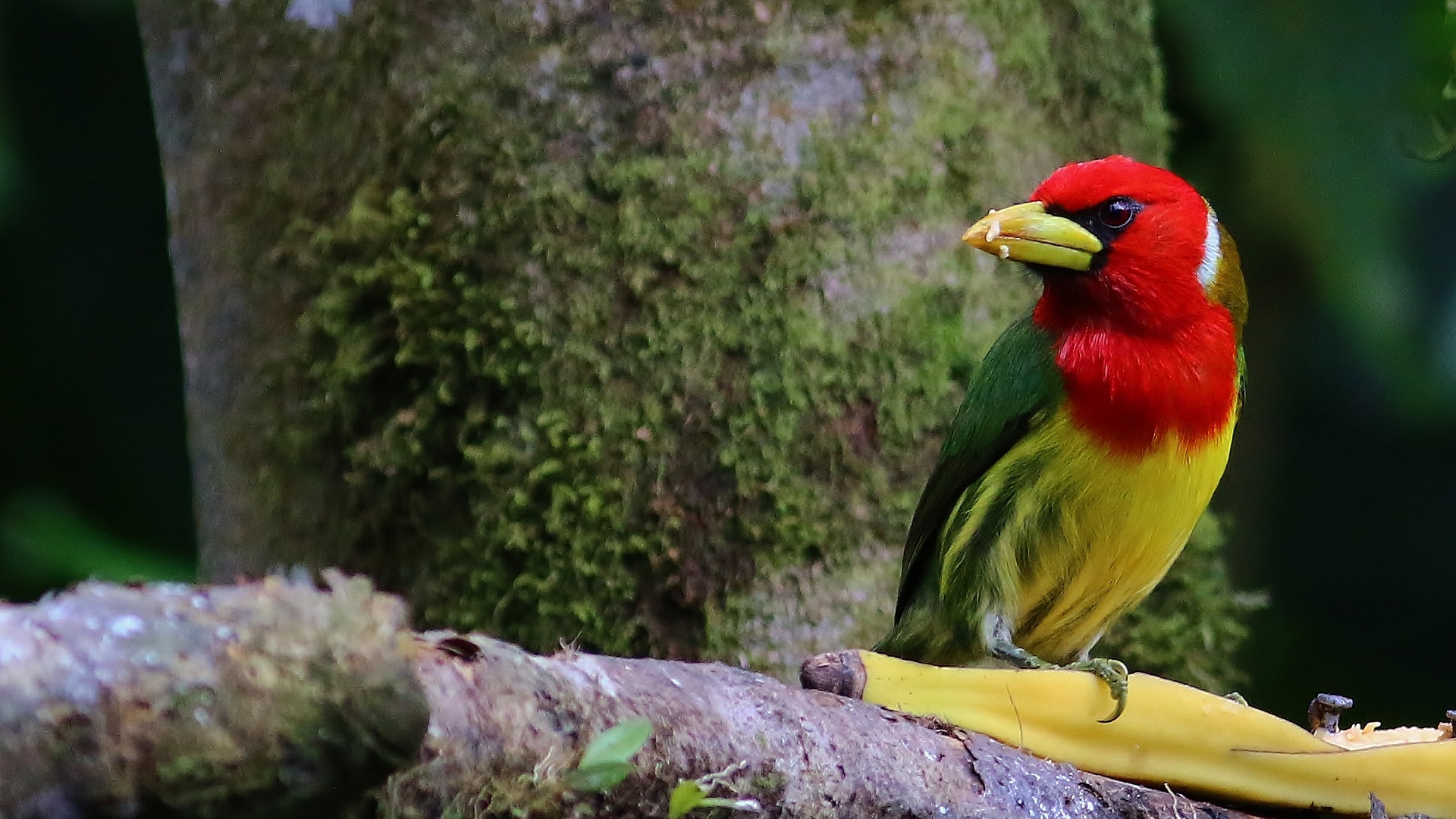 Red-headed Barbet — Ana fotoğraf